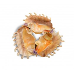 Δοχείο από κοχύλια